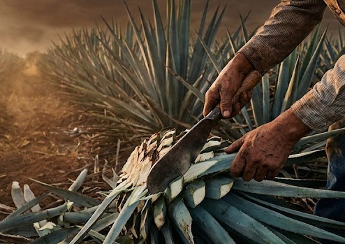 Buy Tequila Online: Direct-to-Consumer Craft Guide
