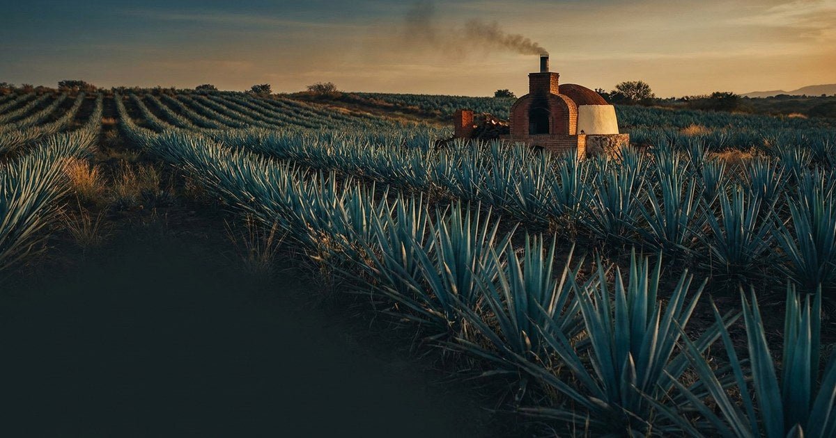From Agave Field to Bottle: Sandstorm's Jalisco Roots