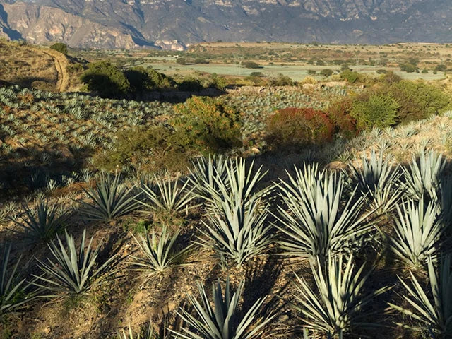The Plant